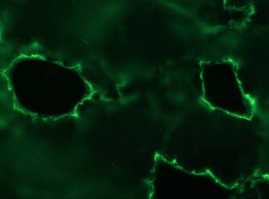 Figure 2. Indirect immunohistochemical staining of MUB1502P (clone 12B11F8) on a frozen tissue section of dog skin, showing the specific desmosomal localization of plakophilin-3. Antibody dilution 1:50.